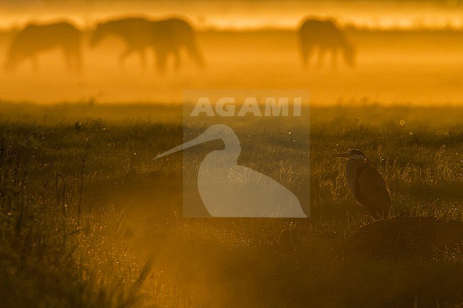Blauwe Reiger in het ochtendlicht; Grey Heron (Ardea cinerea) in the morning light stock-image by Agami/Menno van Duijn,