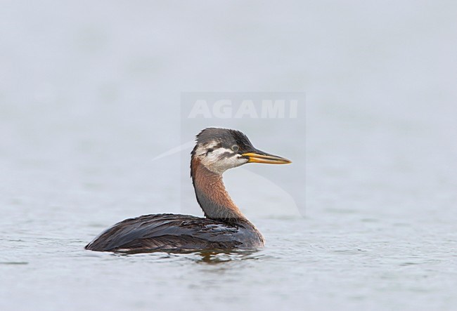 Onvolwassen Roodhalsfuut zwemmend; Immature Red-necked Grebe swimming stock-image by Agami/Ran Schols,