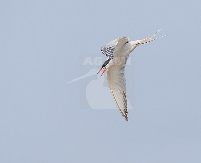 Common Tern (Sterna hirundo) on Wadden island Texel in the Netherlands. stock-image by Agami/Marc Guyt,