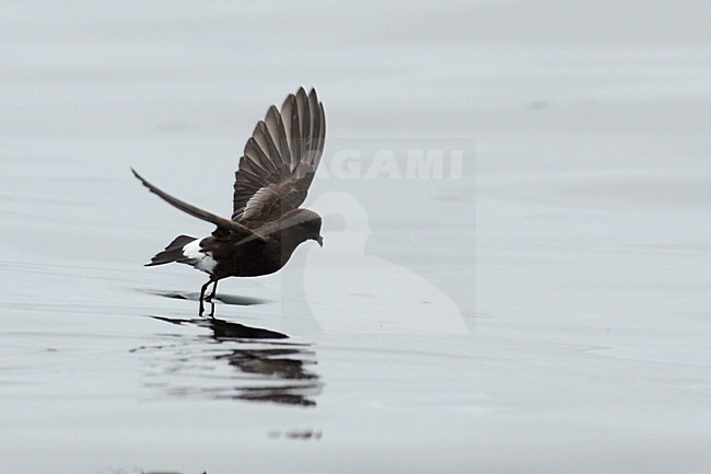  stock-image by Agami/Laurens Steijn,