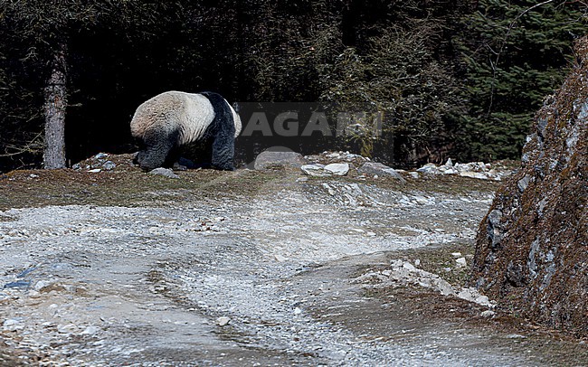 Giant Panda (Ailuropoda melanoleuca) in the wild stock-image by Agami/Lennart Verheuvel,