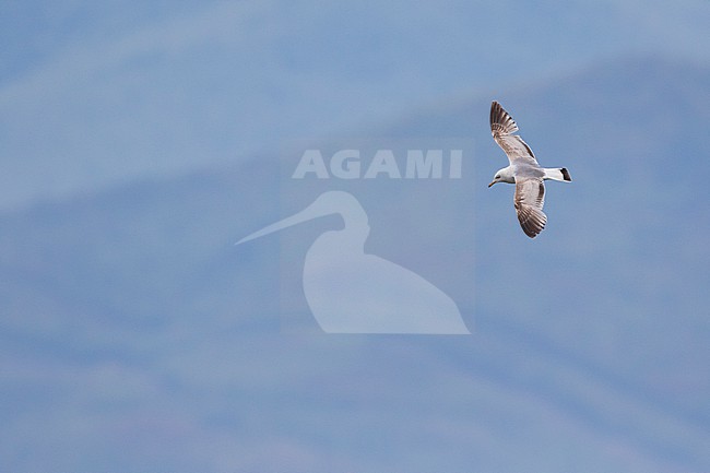 2nd summer Russian Common Gull, Larus canus heine) in flight at Lake Baikal, Russia. stock-image by Agami/Ralph Martin,