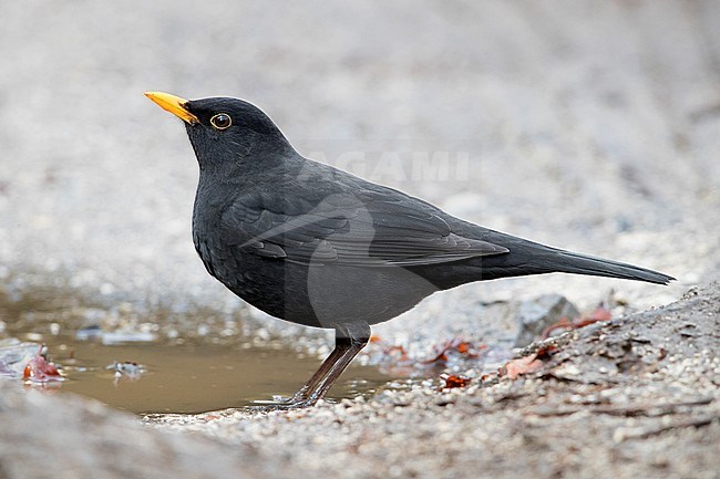 Common Blackbird (Turdus merula), adult male standing on the ground stock-image by Agami/Saverio Gatto,