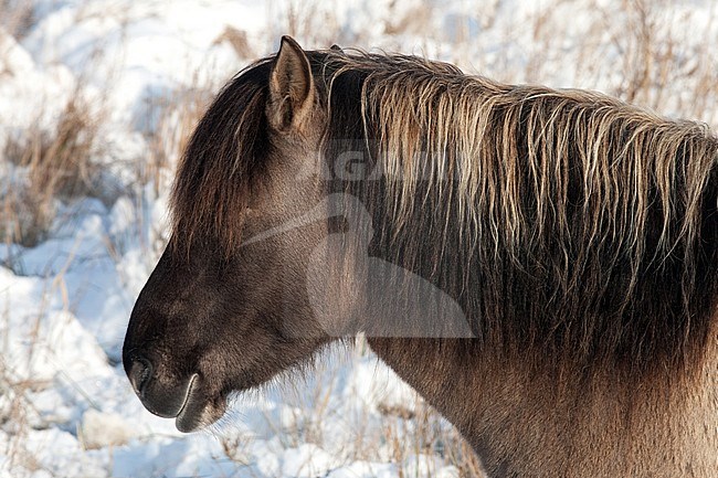 Konikpaard, Wild horse stock-image by Agami/Arnold Meijer,