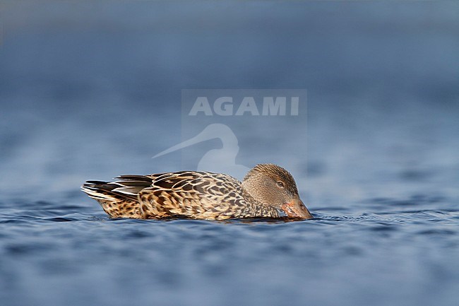 Slobeend; Northern Shoveler; stock-image by Agami/Walter Soestbergen,