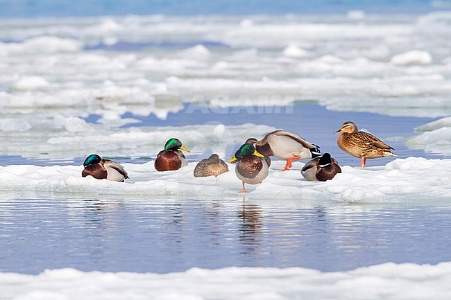 Mallard - Stockente - Anas platyrhynchos ssp. platyrhynchos, Switzerland, adult stock-image by Agami/Ralph Martin,