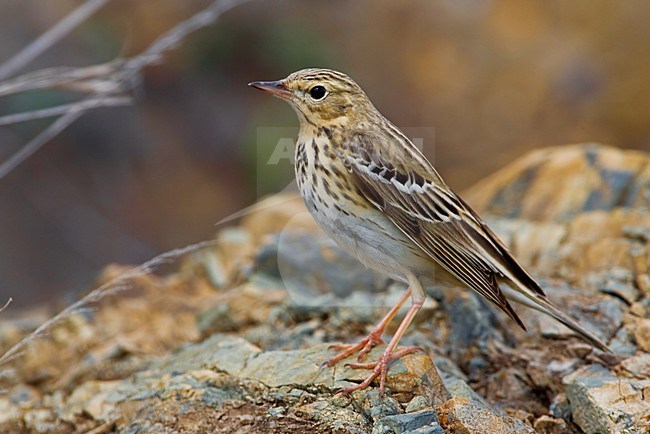 Zittende Boompieper; Tree Pipit perched stock-image by Agami/Daniele Occhiato,