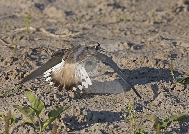 Distraction and nest defense behavior Little Ringed Plover; Kleine Plevier afleiding van nest stock-image by Agami/Jari Peltomäki,