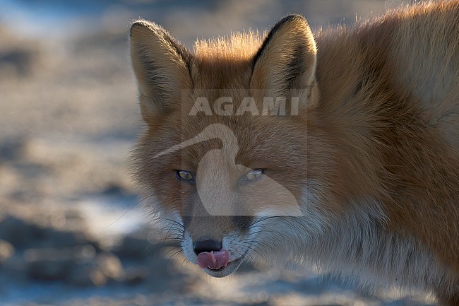 Red Fox (Vulpes vulpes) close-up picture of a fox licking his nose in Finland stock-image by Agami/Kari Eischer,
