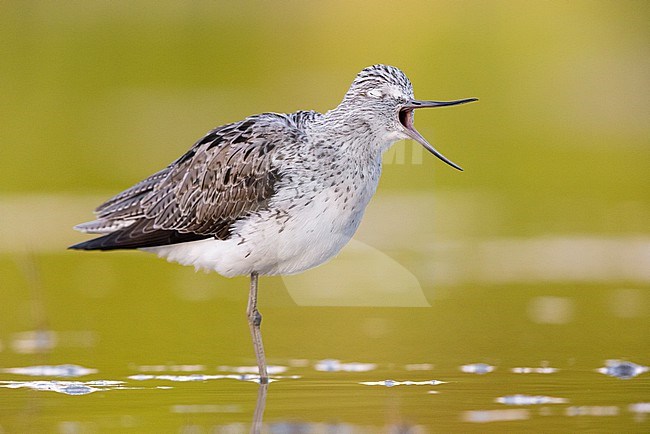 Greenshank (Tringa nebularia), side view of an adult standing in a swamp with opened bill, Campania, Italy stock-image by Agami/Saverio Gatto,
