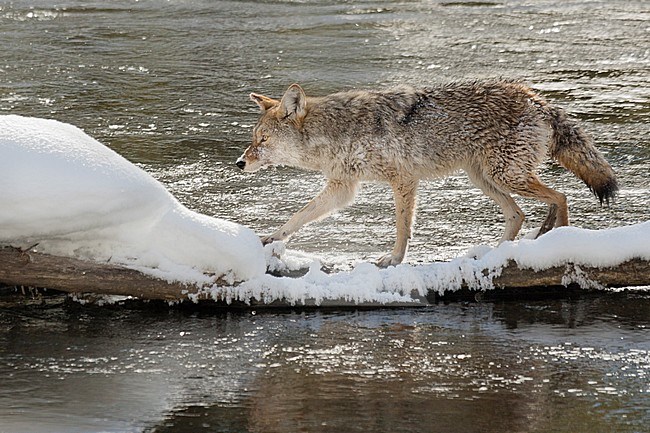 Coyote (Canis latrans) walking on log in river stock-image by Agami/Caroline Piek,