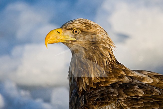 White-tailed Eagle adult close-up; Zeearend portret volwassen stock-image by Agami/Marc Guyt,