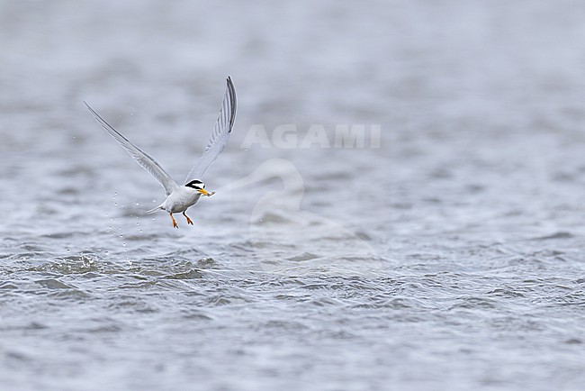 adult little tern (Sternula albifrons) in breeding plumage in flight carrying a small fish, found at Buir Lake (Buir Nuur) in Dornod Aimag in Mongolia stock-image by Agami/Mathias Putze,
