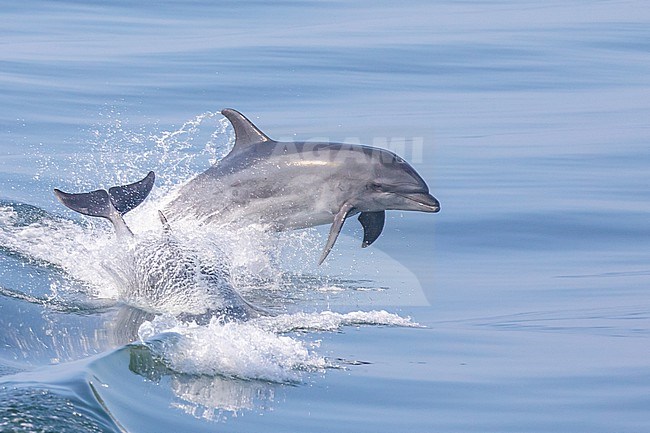 Two Bottlenose dolphins (Delphinus truncatus) jumping, with a calm sea as background in Brittany, France. stock-image by Agami/Sylvain Reyt,