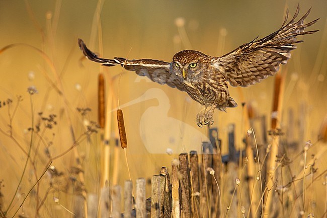 Little Owl (Athene noctua) in Italy. In flight. stock-image by Agami/Daniele Occhiato,