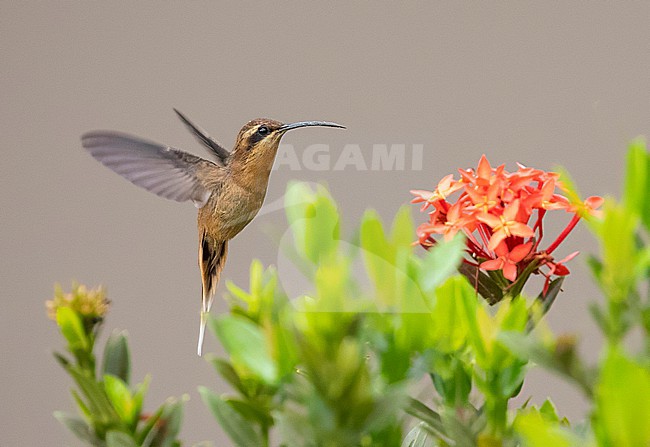Buff-bellied Hermit (Phaethornis subochraceus) in the Pantanal, Brazil. stock-image by Agami/David Monticelli,