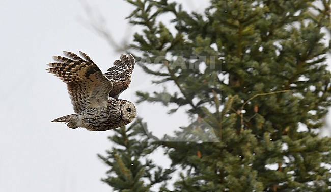 Side view of an adult Tawny Owl (Strix aluco) in flight during the day in Estonian forest. stock-image by Agami/Markku Rantala,