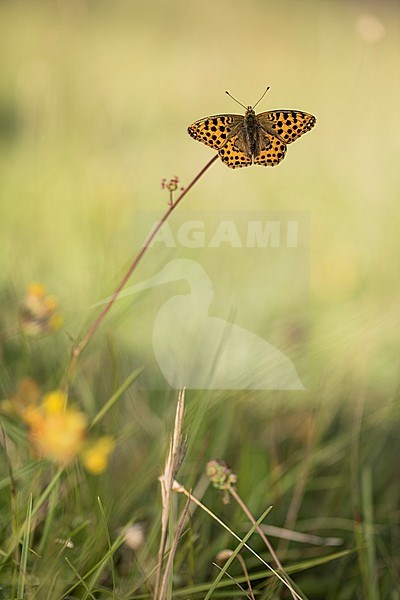 Queen of Spain Fritillary, Issoria lathonia stock-image by Agami/Wil Leurs,