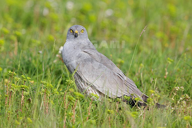 Montagu's Harrier (Circus pygargus), adult male perched on the ground, Campania, Italy stock-image by Agami/Saverio Gatto,