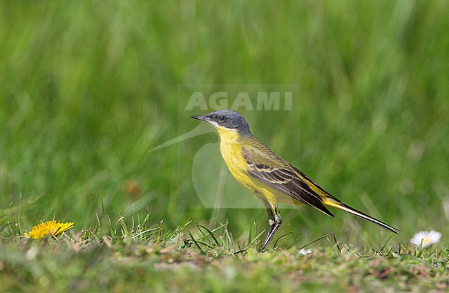 Mannetje Noordse Gele Kwikstaart, Male Western Yellow Wagtail stock-image by Agami/Karel Mauer,