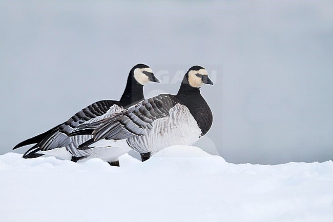 Barnacle Goose - Nonnengans - Branta leucopsis, Germany, adult stock-image by Agami/Ralph Martin,
