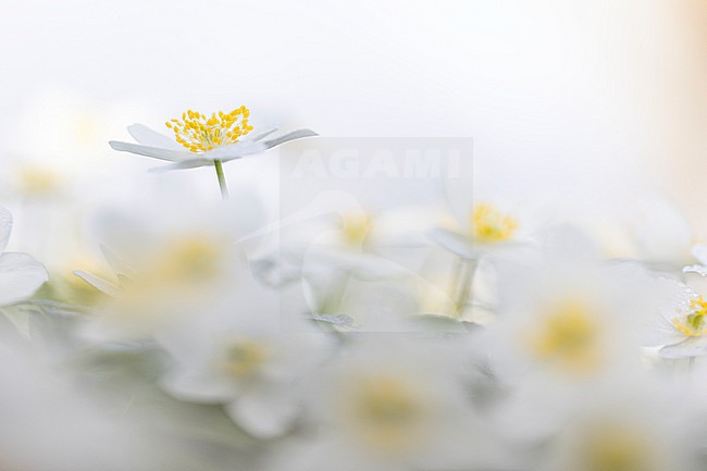 Wood anemone, Anemone nemorosa stock-image by Agami/Wil Leurs,