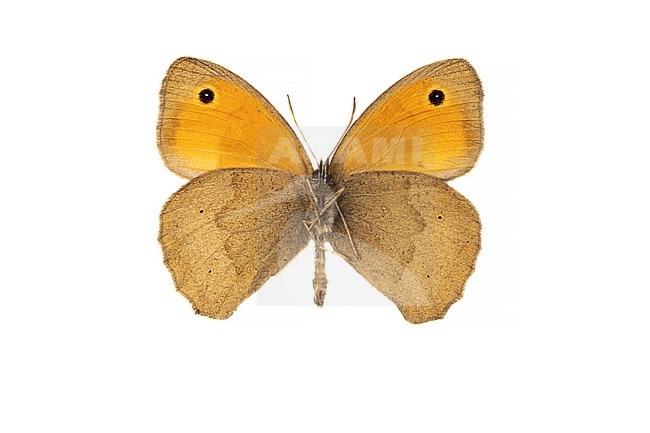 Meadow Brown, Bruin Zandoogje, Maniola jurtina stock-image by Agami/Wil Leurs,