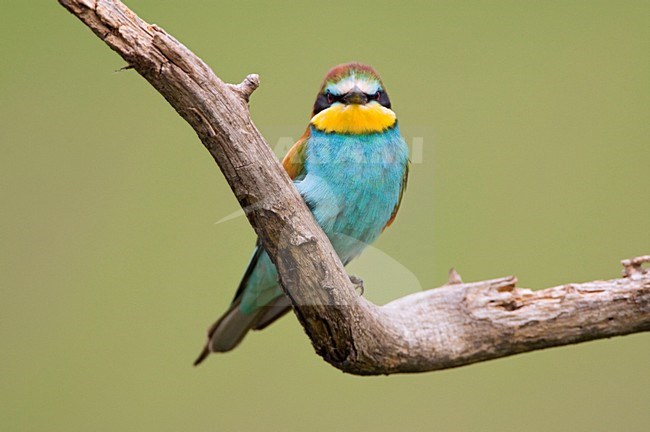 Bijeneter zittend; European Bee-eater perched stock-image by Agami/Marc Guyt,