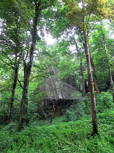 Forest covered hill near Nature reserve Bemelerberg in Limburg, Netherlands. stock-image by Agami/Marc Guyt,