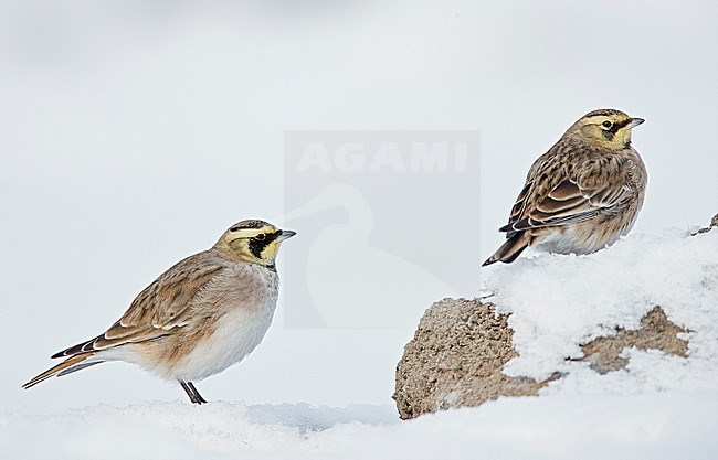 Shore Lark male and female (Eremophila alpestris) Vantaa Finland February 2018 stock-image by Agami/Markus Varesvuo,