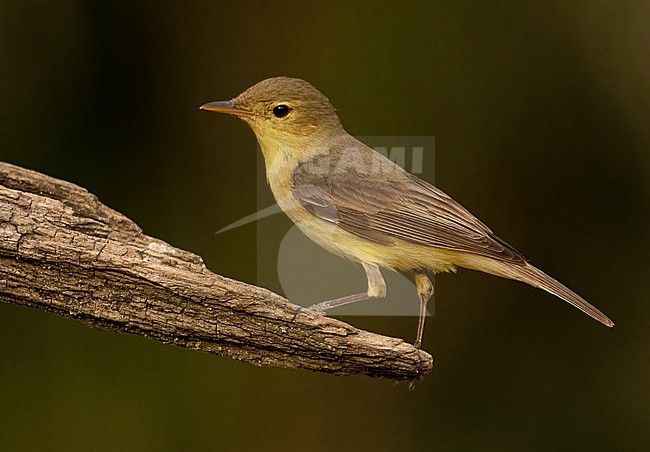 Melodious Warbler (Hippolais polyglotta) stock-image by Agami/Eduard Sangster,
