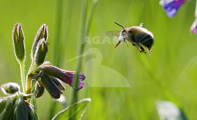 Wolzwever zwevend bij bloemen, Bee-fly hovering near flowers stock-image by Agami/Rob de Jong,