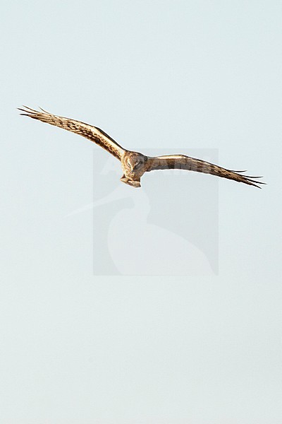 Female Pallid Harrier (Circus macrourus) hunting over Yotvata fields, Israel stock-image by Agami/Marc Guyt,