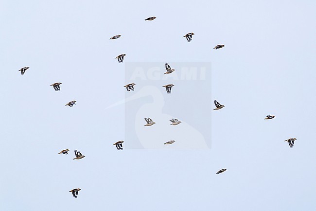 flock of hawfinch (coccothraustes coccothraustes) in flight, found in Dornod Aimag in Mongolia stock-image by Agami/Mathias Putze,