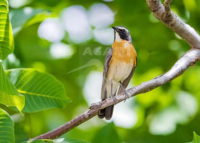 Adult male White-throated Robin perched on a tree in east Turkey. May 22, 2010. stock-image by Agami/Vincent Legrand,