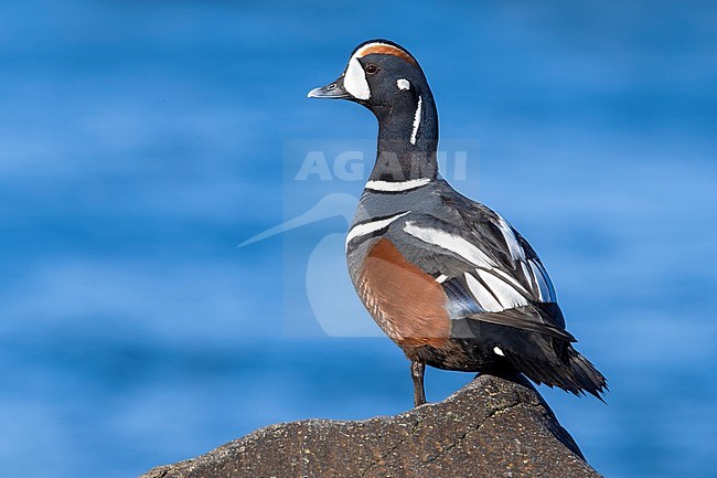 Adult male Harlequin Duck (Histrionicus histrionicus) during late spring in Iceland. Standing on a rock on the edge of a lake. stock-image by Agami/Daniele Occhiato,