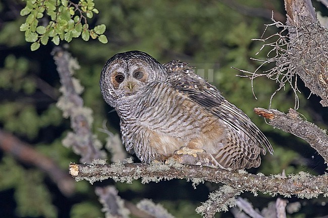 Rufous-legged Owl, Strix rufipes, at night in Patagonia, Argentina. stock-image by Agami/Pete Morris,