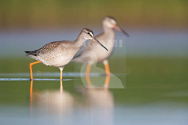 First-winter Spotted Redshanks (Tringa erythropus) foraging in shallow water in Germany. stock-image by Agami/Ralph Martin,
