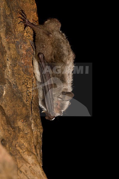 Capaccini's Vleermuis, Long Fingered Bat stock-image by Agami/Theo Douma,