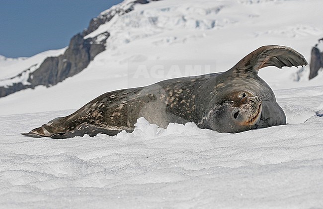 Weddell seal (Leptonychotes weddellii) stock-image by Agami/Pete Morris,