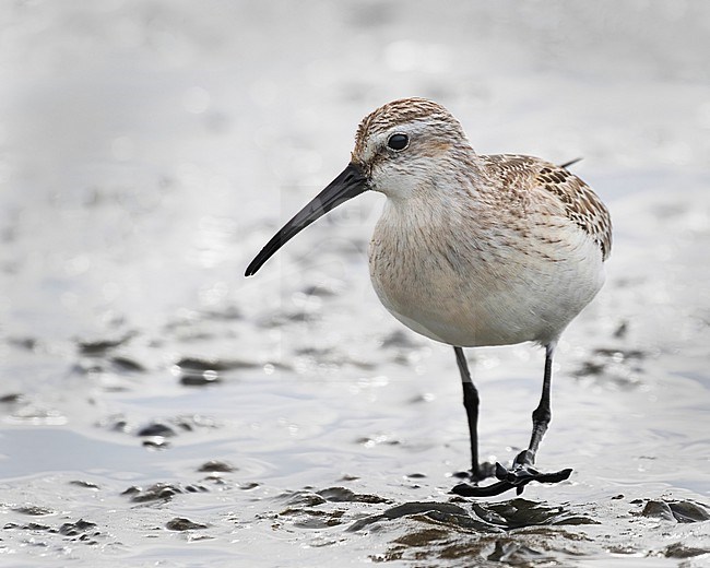 A close-up side view of a winter plumage Curlew Sandpiper against a clear grey background of the Waddensea at Texel. stock-image by Agami/Jacob Garvelink,