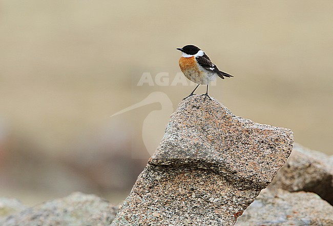 Adult male White-throated Bush chat (Saxicola insignis), also known as Hodgson's Bushchat, perched on rock near Khukh Lake, Mongolia. stock-image by Agami/James Eaton,