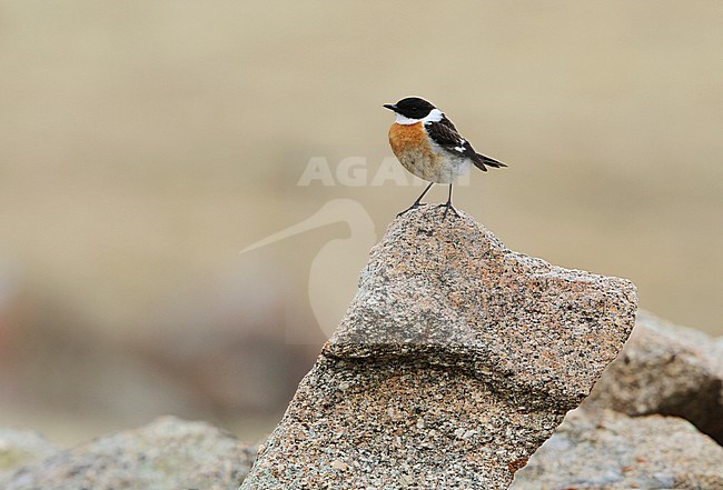 Adult male White-throated Bush chat (Saxicola insignis), also known as Hodgson's Bushchat, perched on rock near Khukh Lake, Mongolia. stock-image by Agami/James Eaton,