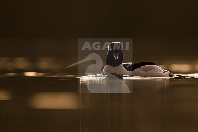 Adul male Goosander (Mergus merganser merganser) in Germany (Baden-Württemberg). stock-image by Agami/Ralph Martin,