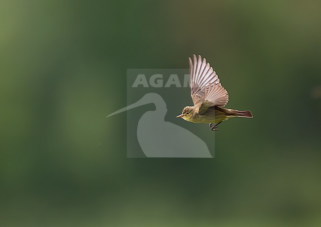 Adult Icterine Warbler (Hippolais icterina) in flight. Side view of bird against green background. stock-image by Agami/Kari Eischer,