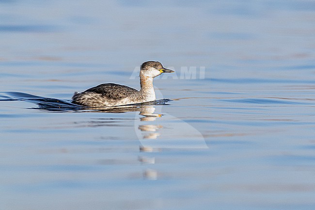  stock-image by Agami/Menno van Duijn,