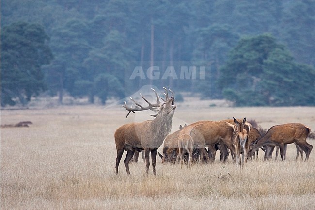 Edelhert man burlend om een groep hinded; Red deer male roaring around a group of females stock-image by Agami/Kristin Wilmers,