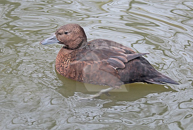 Steller's eider (Polysticta stelleri), first winter female swimming in captivity. stock-image by Agami/Fred Visscher,