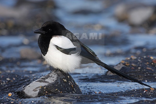 Ekster zittend op steen; Eurasian Magpie perched on a rock stock-image by Agami/Karel Mauer,