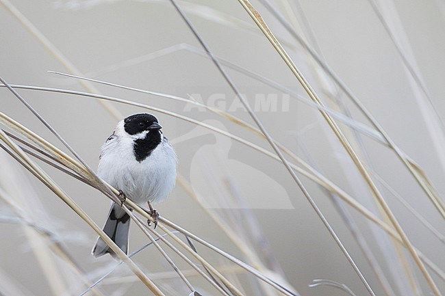 Pallas's Bunting - Pallasammer - Emberiza pallasi ssp. pallasi, adult male stock-image by Agami/Ralph Martin,